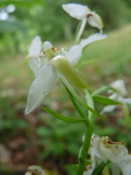 Fleurs inodores, de couleur verdâtres ou jaune clair. Agrandir dans une nouvelle fenêtre (ou onglet)